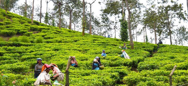 Munnar Honeymoon Escape